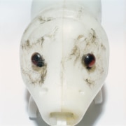 Wiedemann / Mettler, «morbus bestia 5», 2007, Lambda-Print auf Aluminium hinter Acrylglas